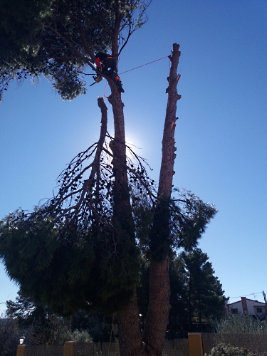 corte tala peligrosa tarragona corte tala peligrosa tarragona
